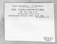 Coriolus versicolor image